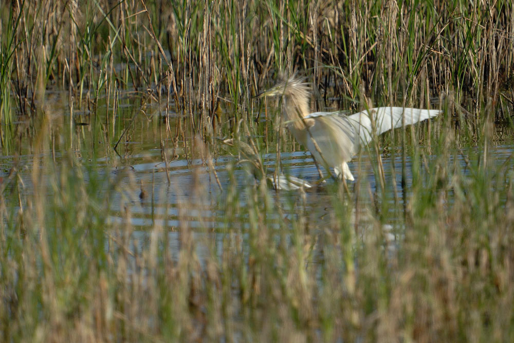Una domanda agli esperti ornitologi